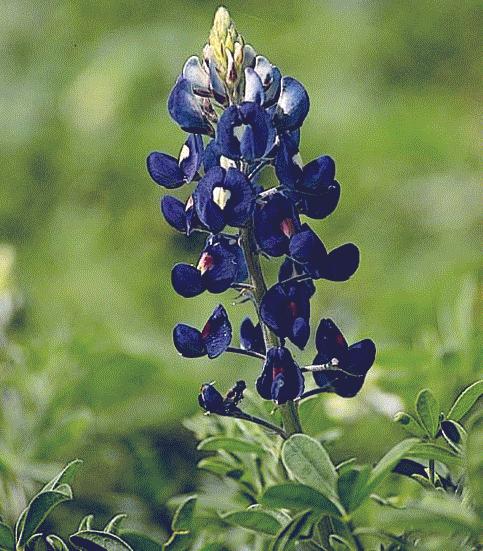 Texas Bluebonnet